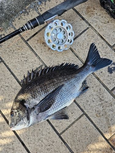 クロダイの釣果