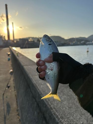 コノシロの釣果