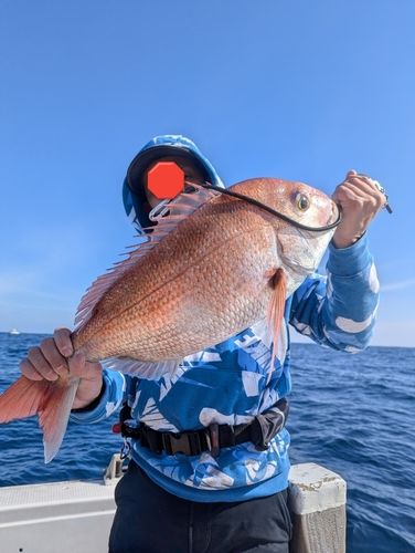 ヒラマサの釣果