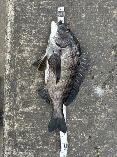 クロダイの釣果