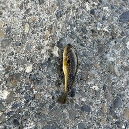 ショウサイフグ