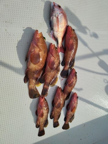 キジハタの釣果