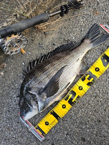 クロダイの釣果