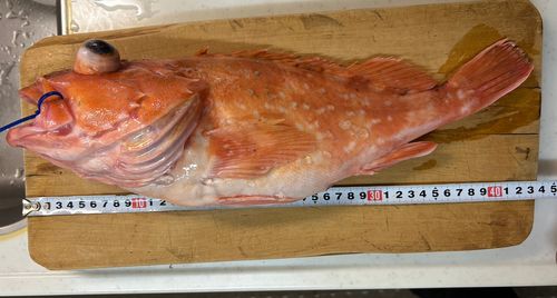 オキボッコの釣果