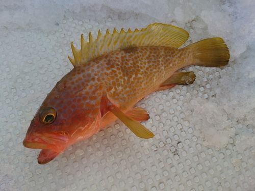 キジハタの釣果