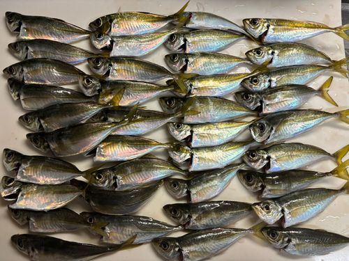 本牧海づり施設