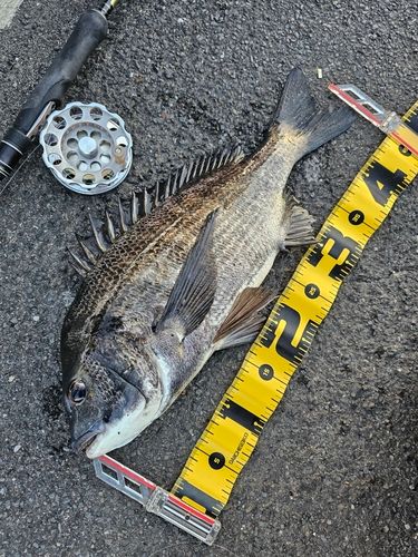 クロダイの釣果