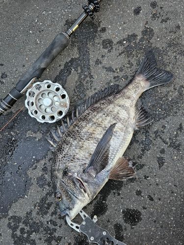 クロダイの釣果