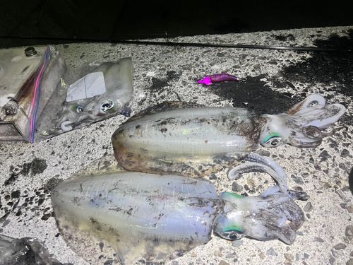 アオリイカの釣果