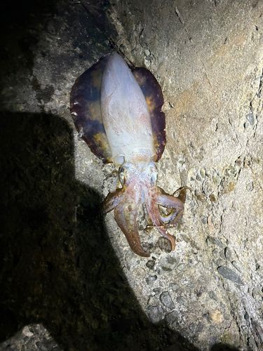 三ツ石（真鶴）