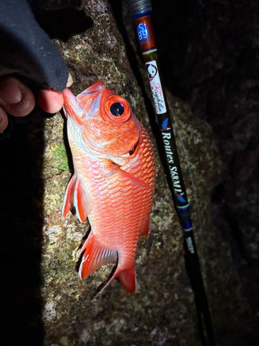 エビスダイの釣果