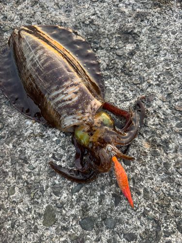 ミズイカの釣果