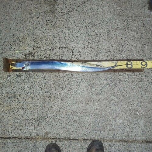 タチウオの釣果