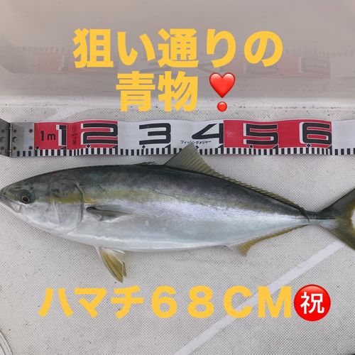 ハマチの釣果