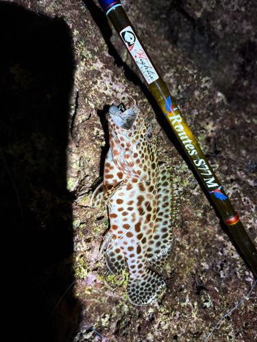 カンモンハタの釣果