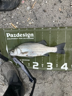 フッコ（ヒラスズキ）の釣果