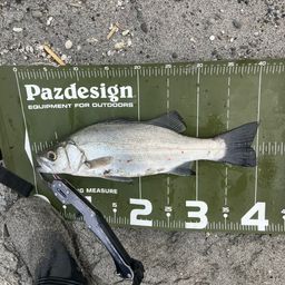 フッコ（ヒラスズキ）