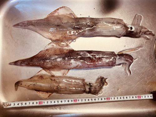 ヤリイカの釣果