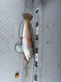 シロアマダイの釣果