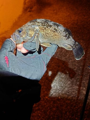 クロソイの釣果