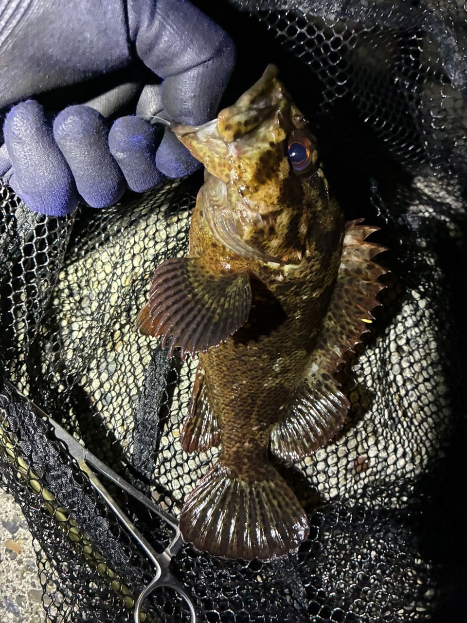 タケノコメバル