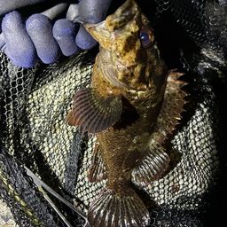 タケノコメバル