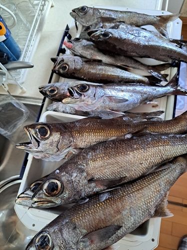 クロムツの釣果