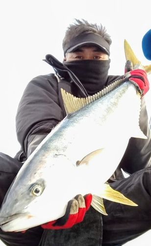 ヒラマサの釣果