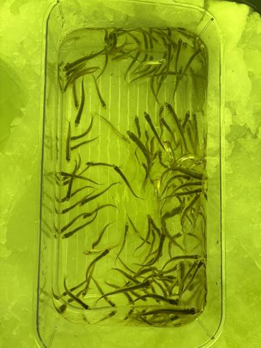 ワカサギの釣果