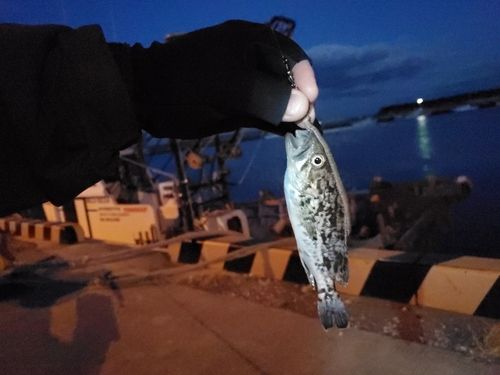 タケノコメバルの釣果