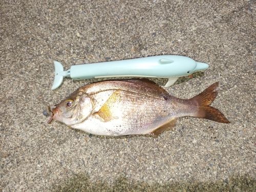 ウミタナゴの釣果