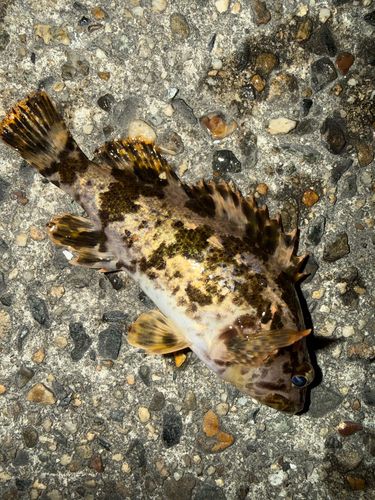 タケノコメバルの釣果
