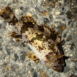 タケノコメバル