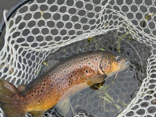 ブラウントラウトの釣果