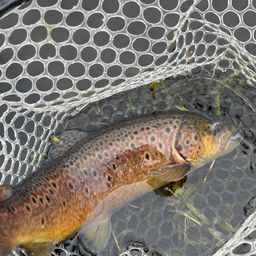 ブラウントラウト