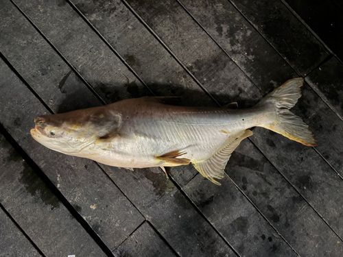 メコンオオナマズの釣果