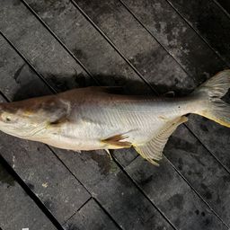 メコンオオナマズ