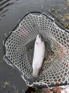 ニジマスの釣果