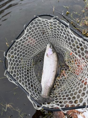 ニジマスの釣果