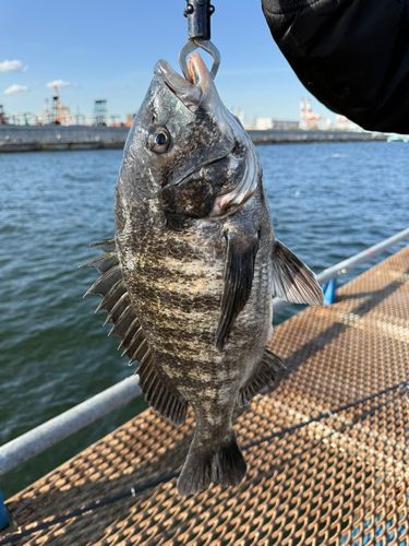 チヌの釣果