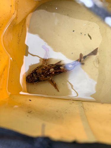 常滑りんくう釣り護岸