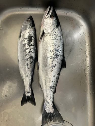 サクラマスの釣果