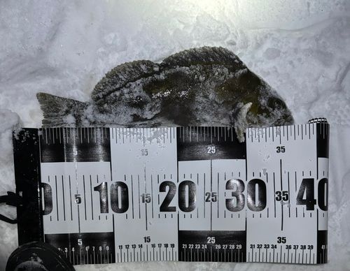 アイナメの釣果