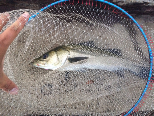 スズキの釣果