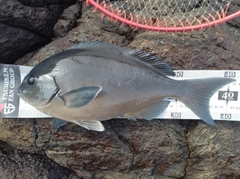 オナガグレの釣果