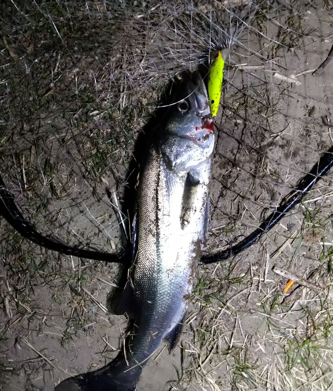 セイゴ（マルスズキ）