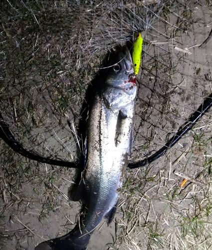 セイゴ（マルスズキ）の釣果