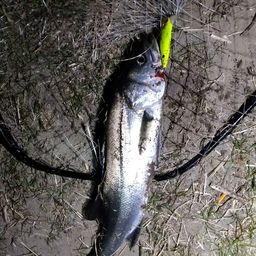 セイゴ（マルスズキ）