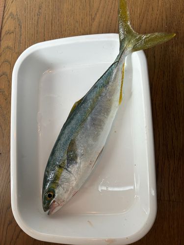 ツバスの釣果