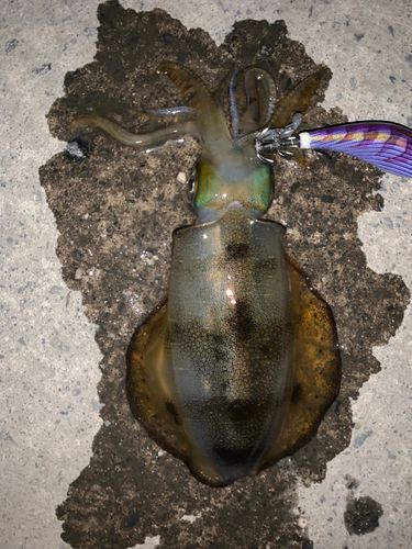 アオリイカの釣果